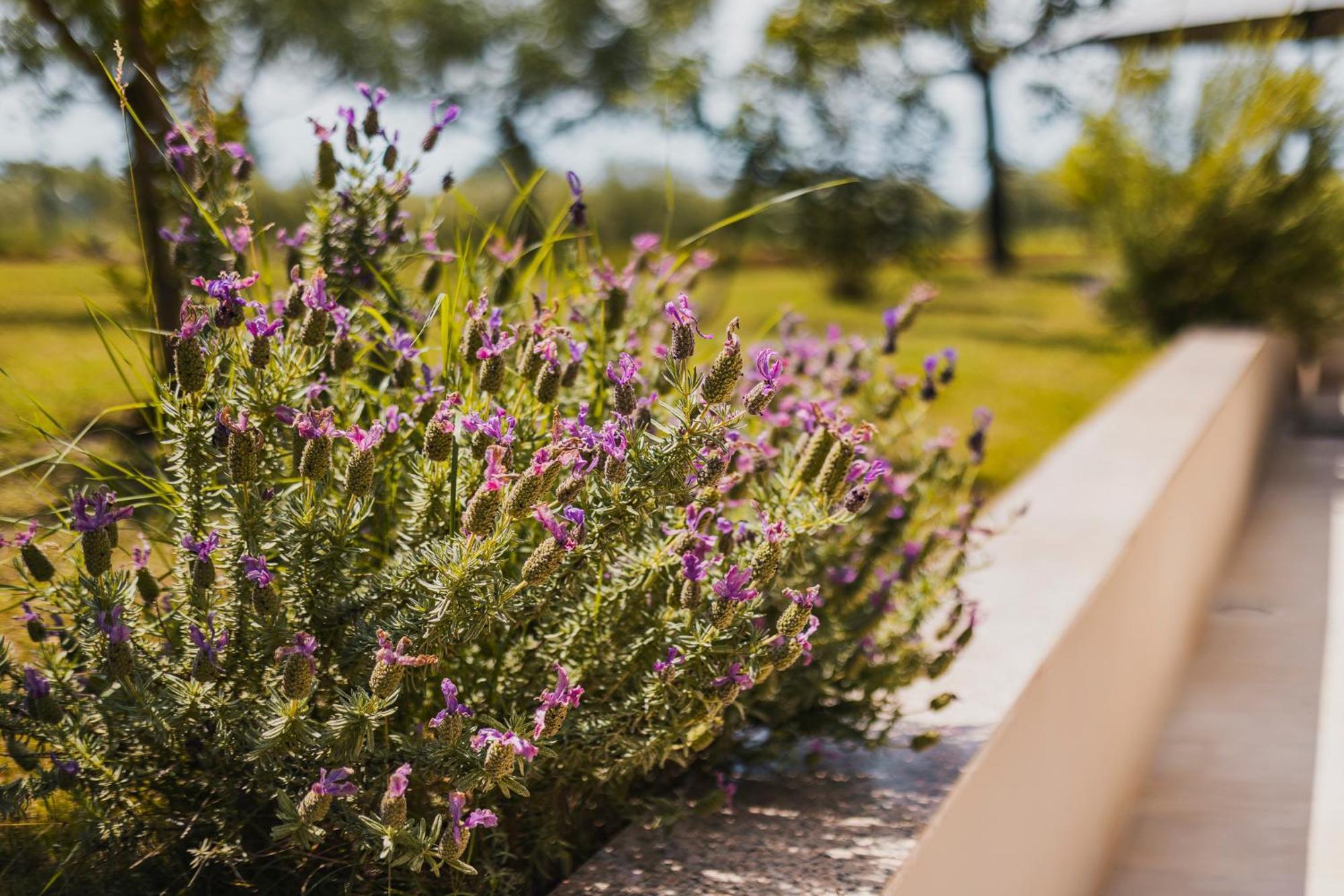 Apartments Olea Novigrad Istria Exterior foto